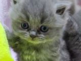Scottish Fold Brittish