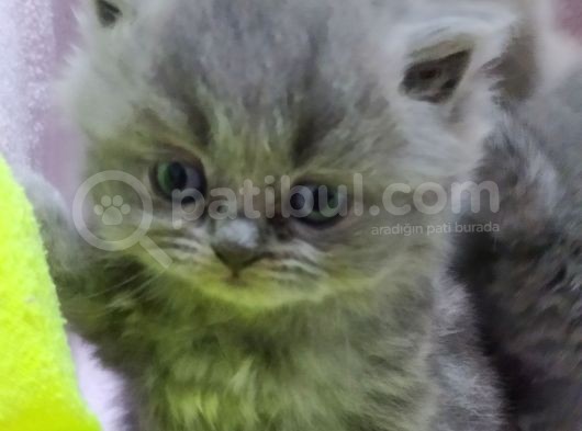 Scottish Fold Brittish görsel