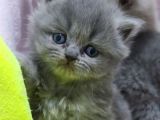 Scottish Fold Brittish