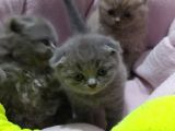 Scottish Fold Brittish