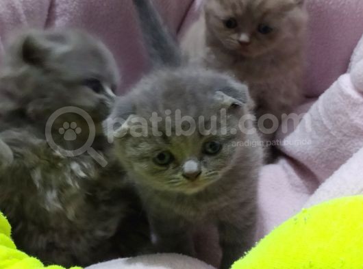Scottish Fold Brittish görsel