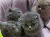 Scottish Fold Brittish