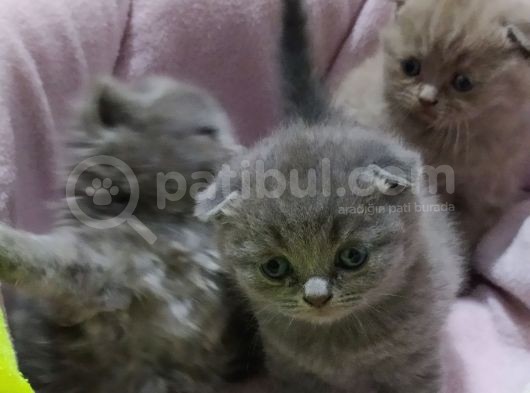 Scottish Fold Brittish görsel