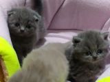 Scottish Fold Brittish