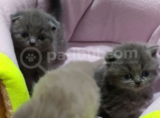 Scottish Fold Brittish