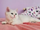 Anne Altından Süper Kalite Dişi Ve Erkek Yavrular