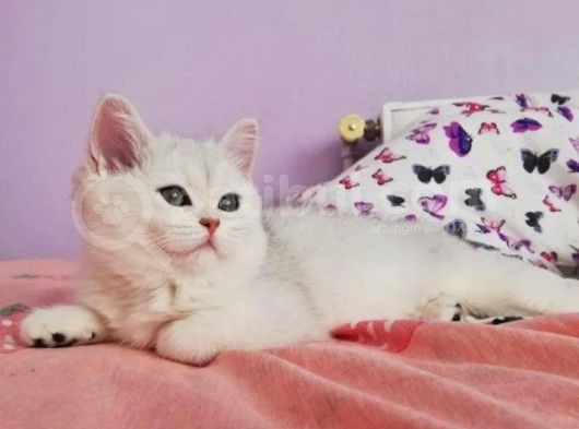 Anne Altından Süper Kalite Dişi Ve Erkek Yavrular görsel