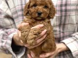 Bebek Surat Toy Poodle Yavrular