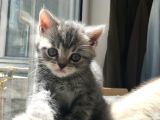 British Shorthair Bluetabby