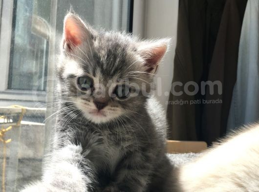 British Shorthair Bluetabby görsel