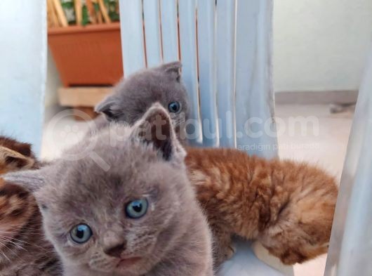 Acil Yeni Yuvalar Aranıyor görsel