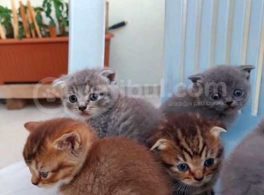 Acil Yeni Yuvalar Aranıyor görsel