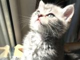 British Shorthair Bluetabby