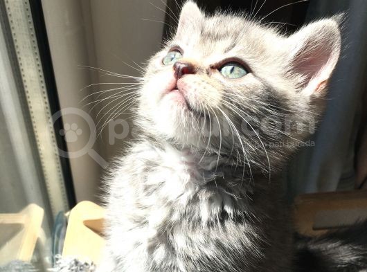 British Shorthair Bluetabby görsel
