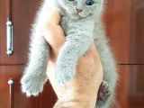 Scottish Fold Yavrular