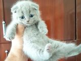 Scottish Fold Yavrular