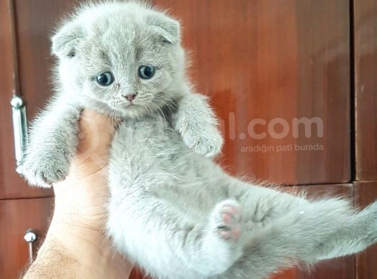 Scottish Fold Yavrular