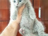 Scottish Fold Yavrular