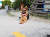 7 Aylik Safkan Disi Alman Coban Kopegi
