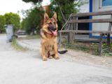 7 Aylik Safkan Disi Alman Coban Kopegi
