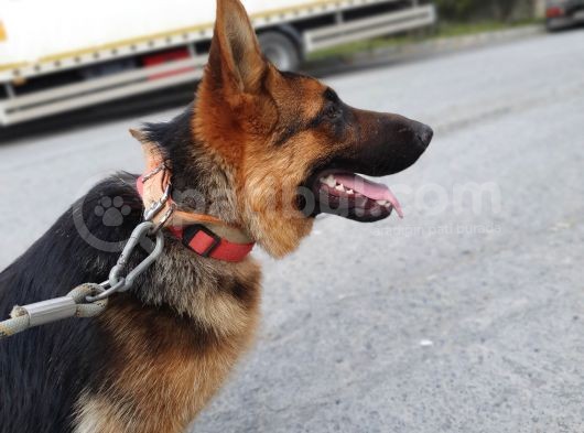 7 Aylik Safkan Disi Alman Coban Kopegi görsel