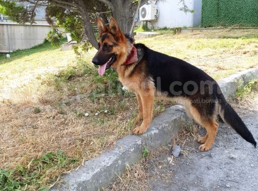 7 Aylik Safkan Disi Alman Coban Kopegi görsel