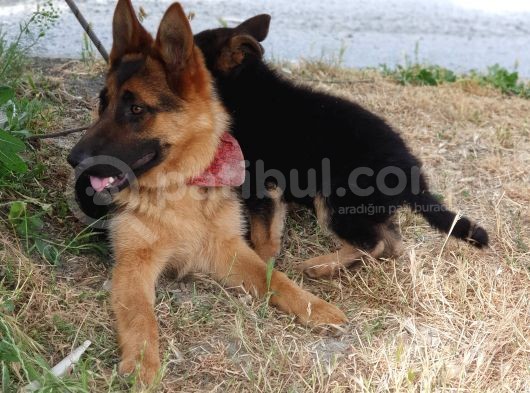 7 Aylik Safkan Disi Alman Coban Kopegi