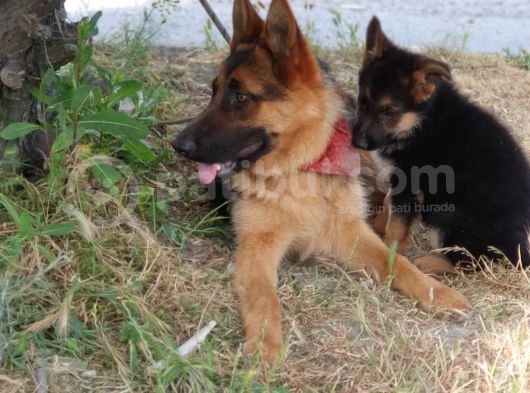 7 Aylik Safkan Disi Alman Coban Kopegi görsel
