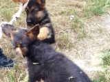 Safkan A Kalite Alman Kurdu Yavrusu Son Erkek Yavru