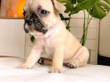 3 Dişi 3 Erkek Quad Yavrular Lilac Tan Cream Ve Choco