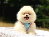 Pomeranian Boo Teddy Face Dişi Yavrumuz