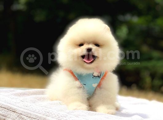 Pomeranian Boo Teddy Face Dişi Yavrumuz görsel