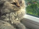 British LongHair