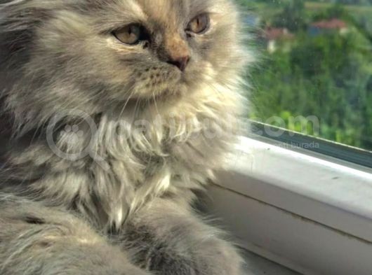 British Longhair