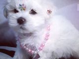Maltese Mini Boy Yavrular