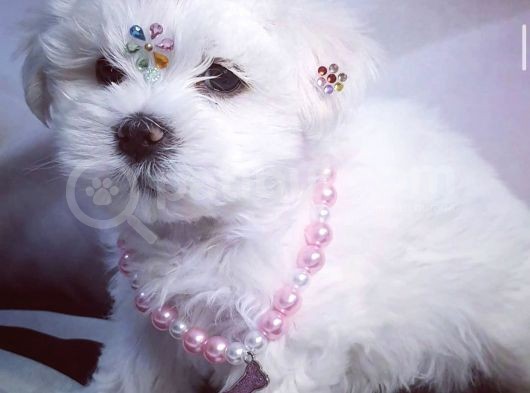 Maltese Mini Boy Yavrular görsel