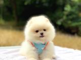 Pomeranian Boo Teddy Face Dişi Yavrumuz