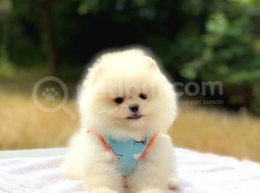 Pomeranian Boo Teddy Face Dişi Yavrumuz görsel