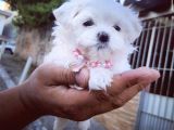 Maltese Mini Boy Yavrular