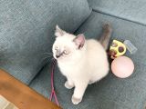 British Shorthair Blue Point Yavru Kedi