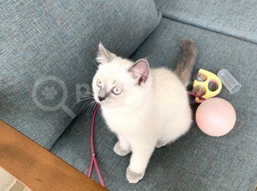 British Shorthair Blue Point Yavru Kedi