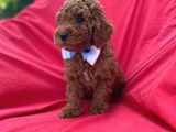 Orjinal Toy Poodle