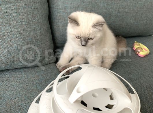 British Shorthair Blue Point Yavru Kedi görsel