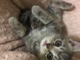 British Shorthair Bluetabby