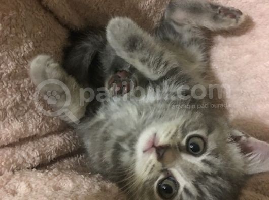 British Shorthair Bluetabby görsel