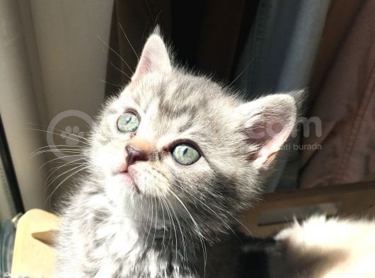 British Shorthair Bluetabby görsel