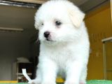 Sevi̇mli̇ Maltese Terri̇er