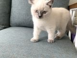 British Shorthair Blue Point Yavru Kedi