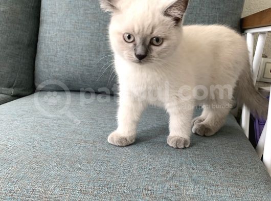 British Shorthair Blue Point Yavru Kedi görsel
