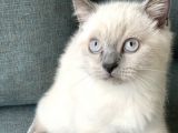 British Shorthair Blue Point Yavru Kedi